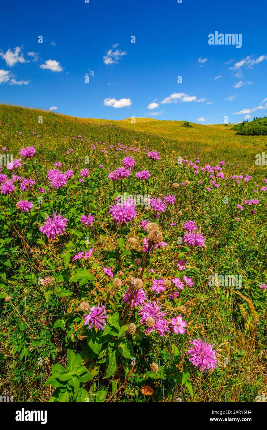Hillside of wildflowers hi-res stock photography and images - Alamy