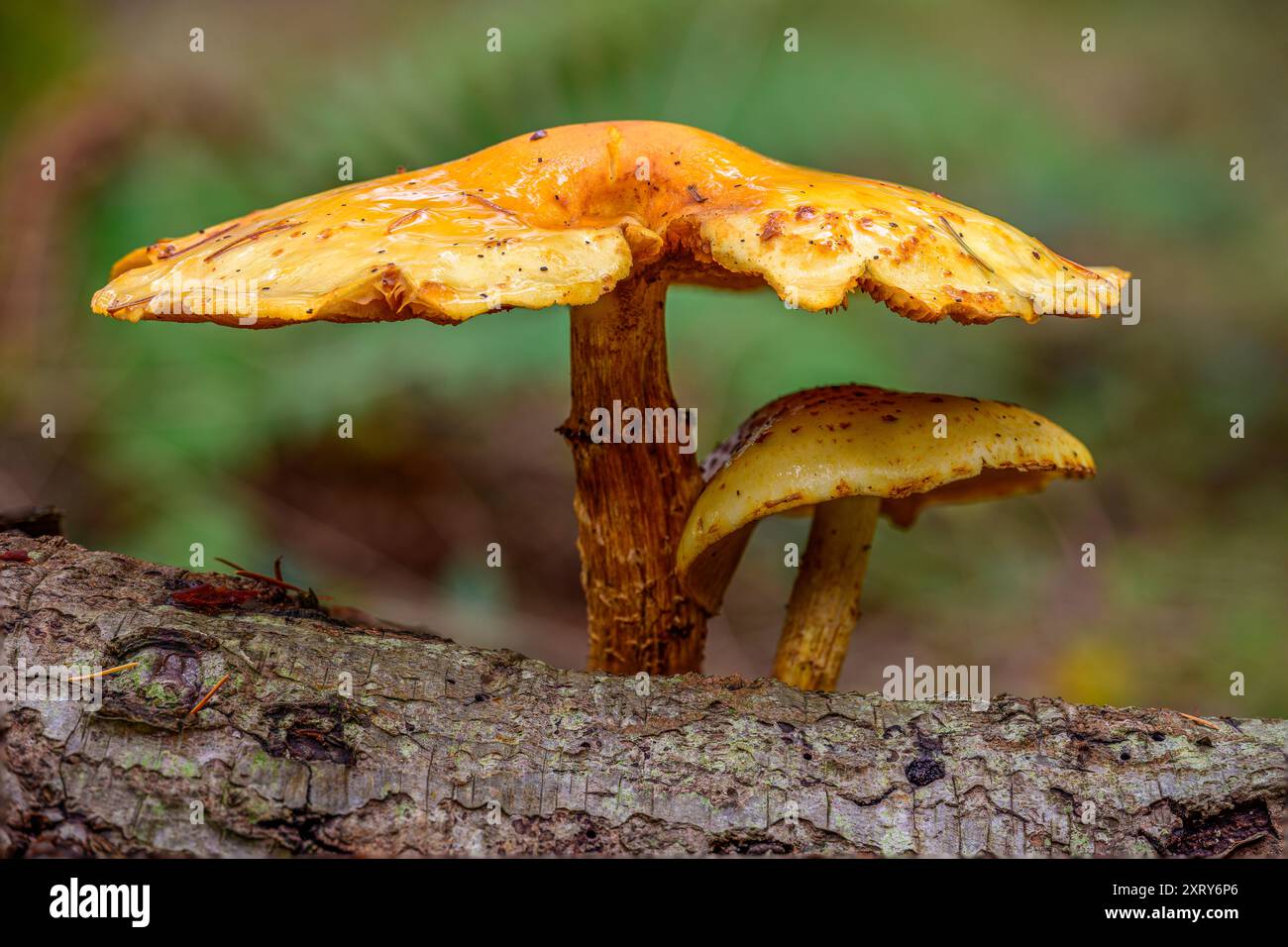 Decaying stem hi-res stock photography and images - Alamy