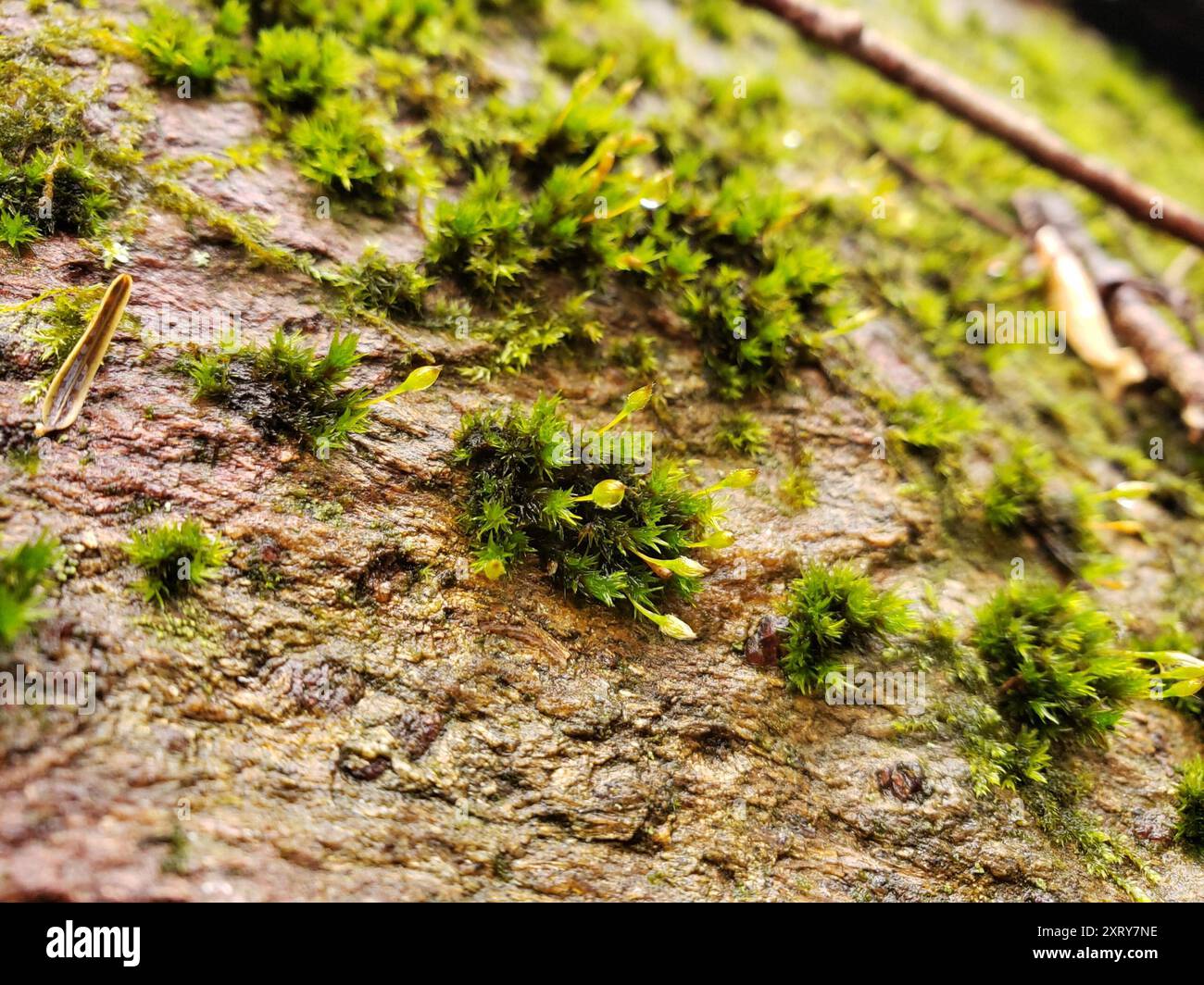 mosses (Bryophyta) Plantae Stock Photo - Alamy