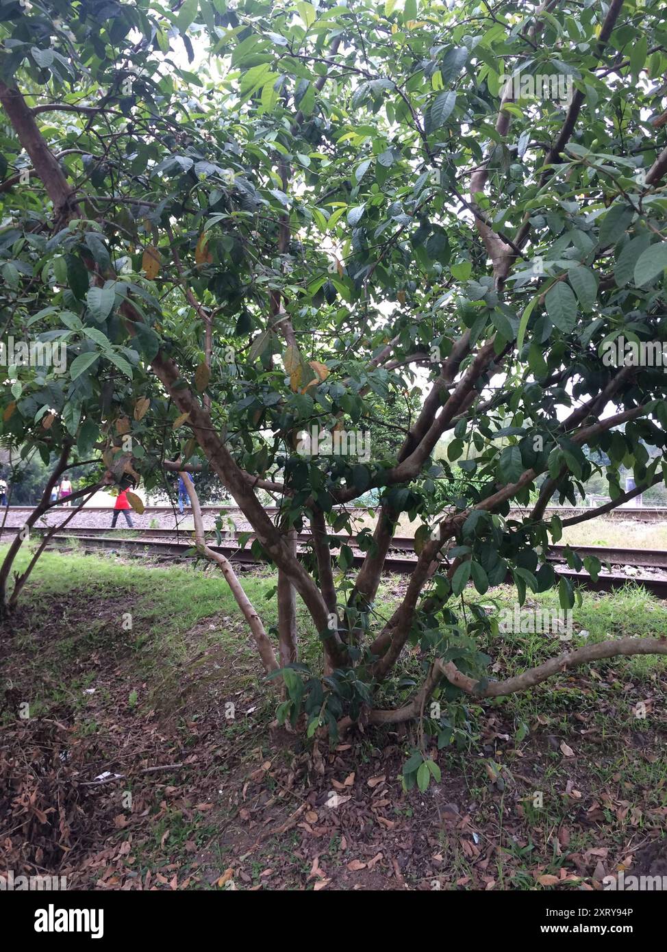 Common guava (Psidium guajava) Plantae Stock Photo - Alamy