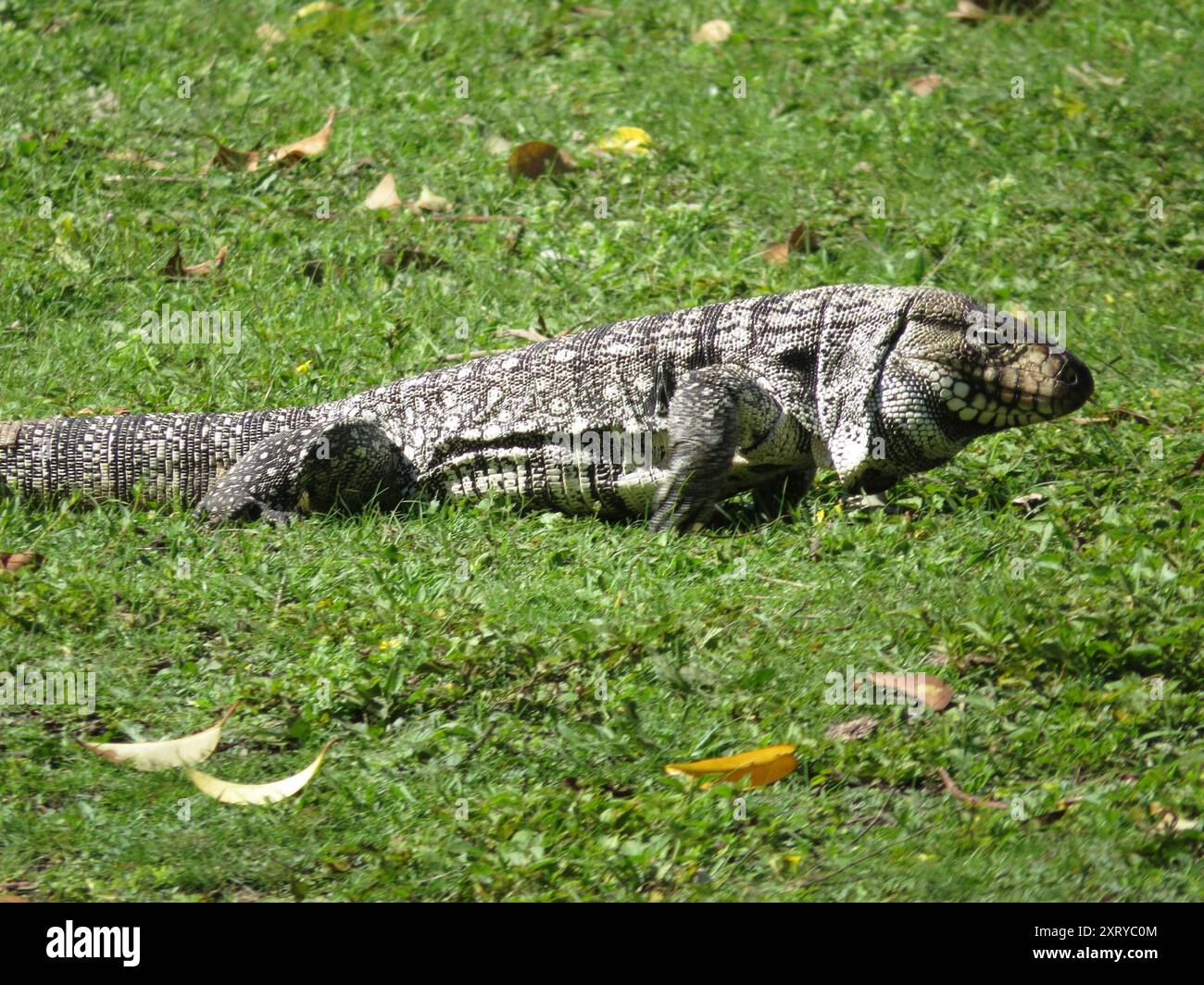 Argentine Black-and-white Tegu (Salvator merianae) Reptilia Stock Photo ...