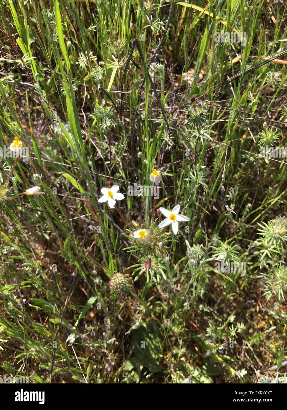 variable linanthus (Leptosiphon parviflorus) Plantae Stock Photo - Alamy