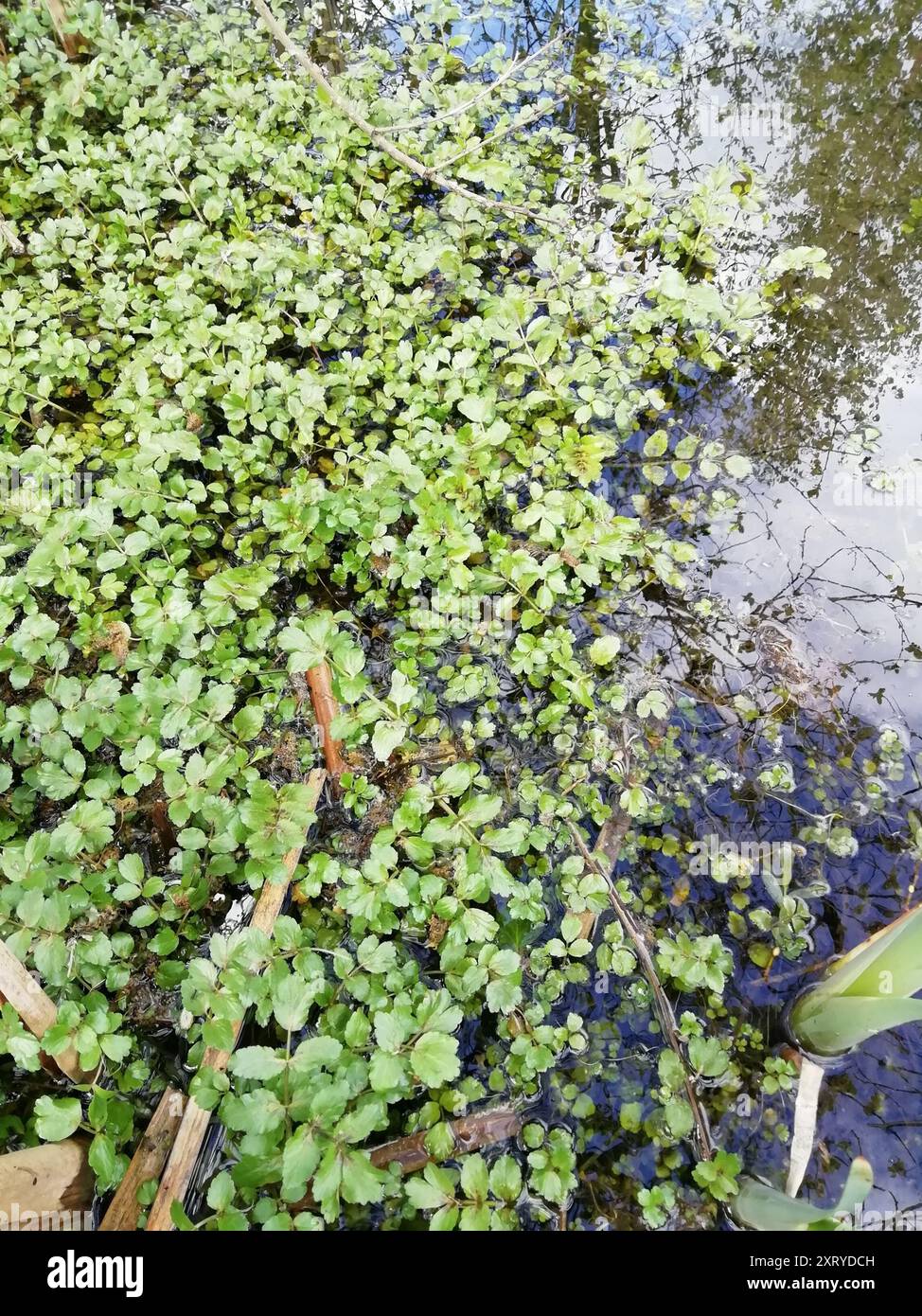 fool's watercress (Apium nodiflorum) Plantae Stock Photo