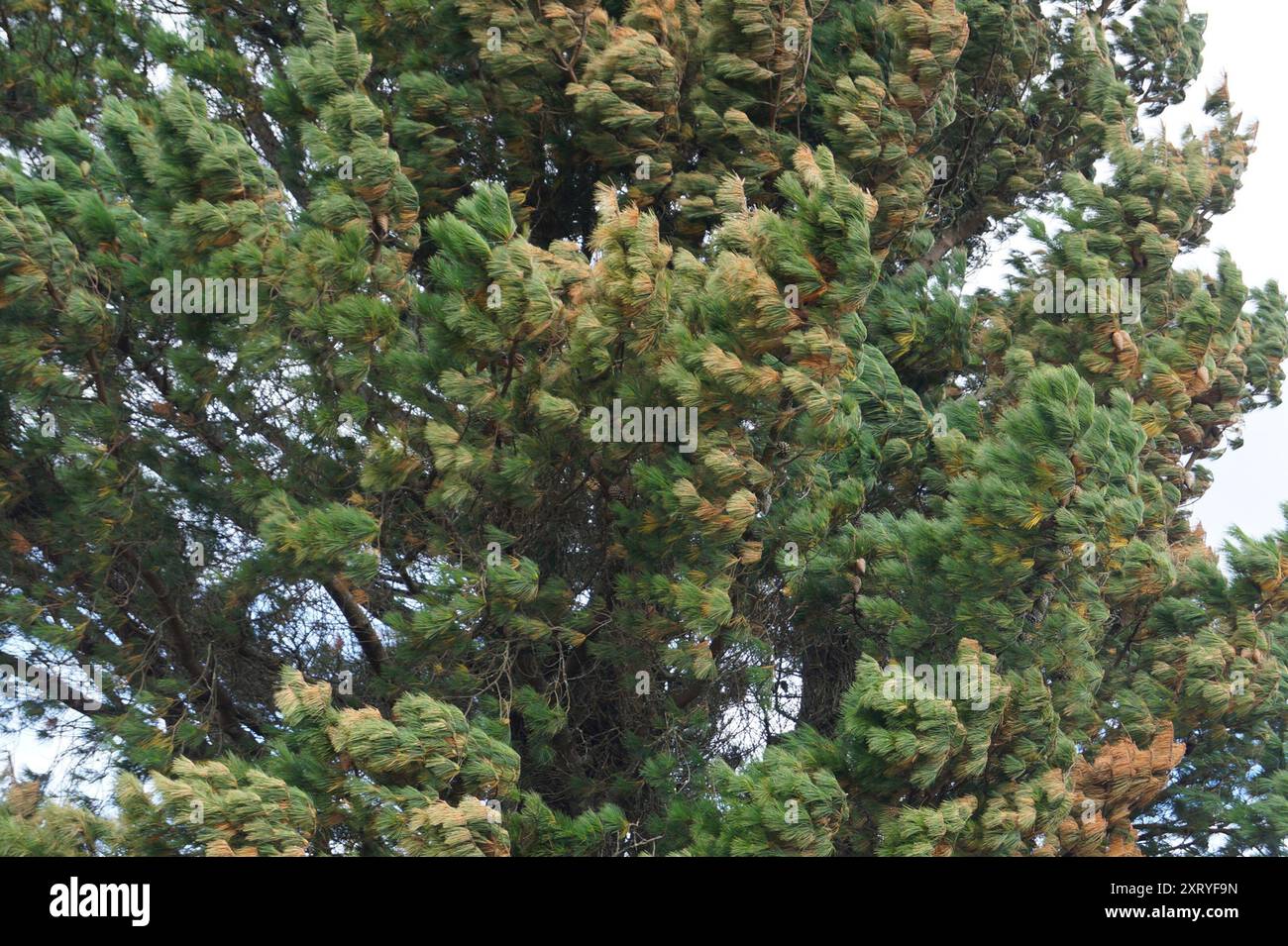 Monterey pine (Pinus radiata) Plantae Stock Photo - Alamy