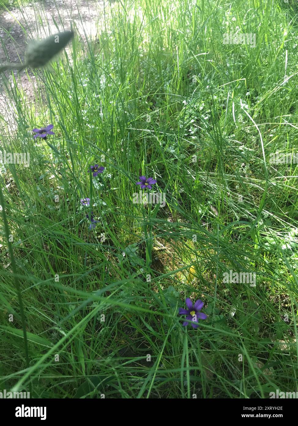 Semillas De Sisyrinchium Bellum (Blue Eyed Grass) - 1500 Semillas A Granel