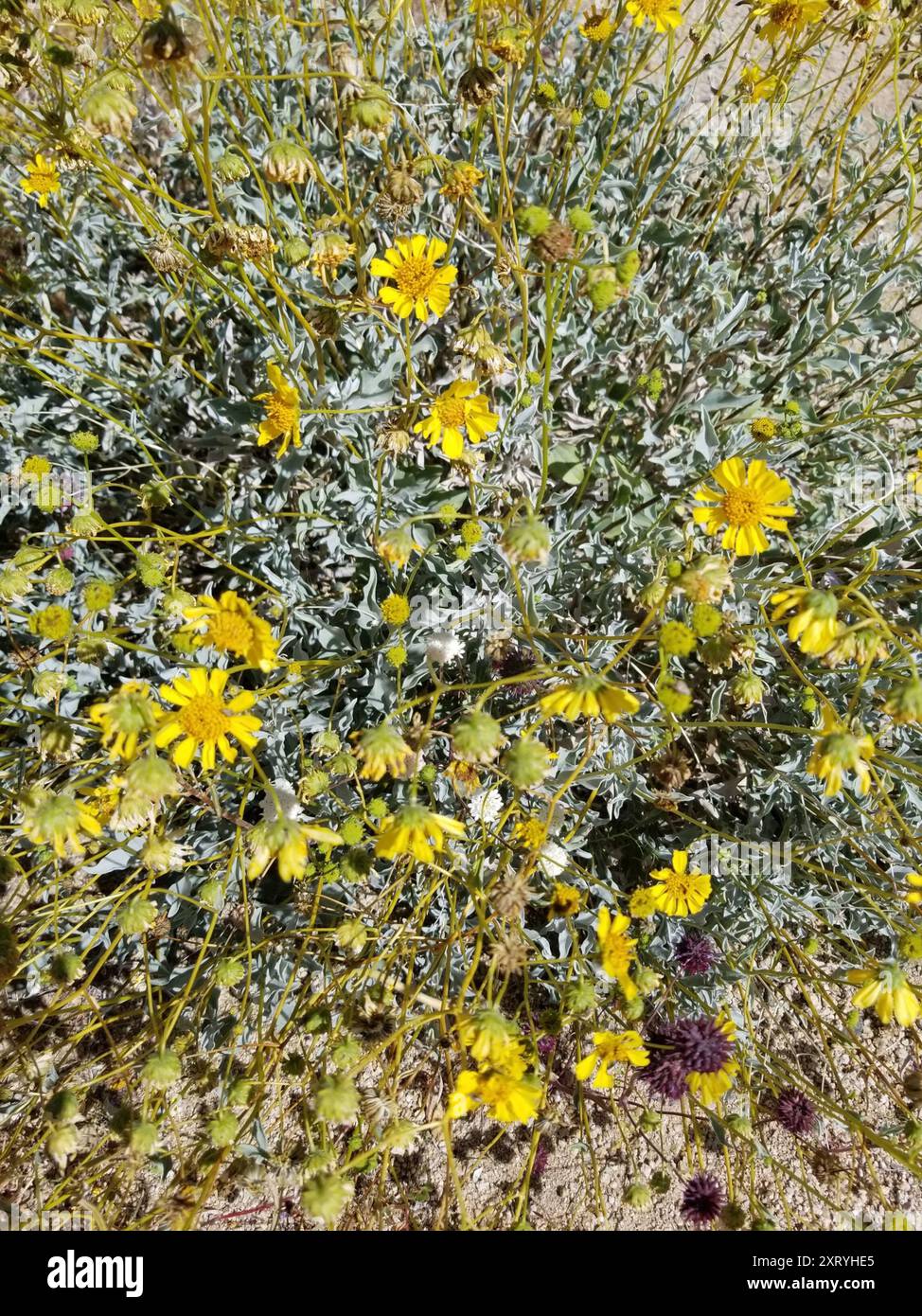 brittlebush-encelia-farinosa-plantae-stock-photo-alamy