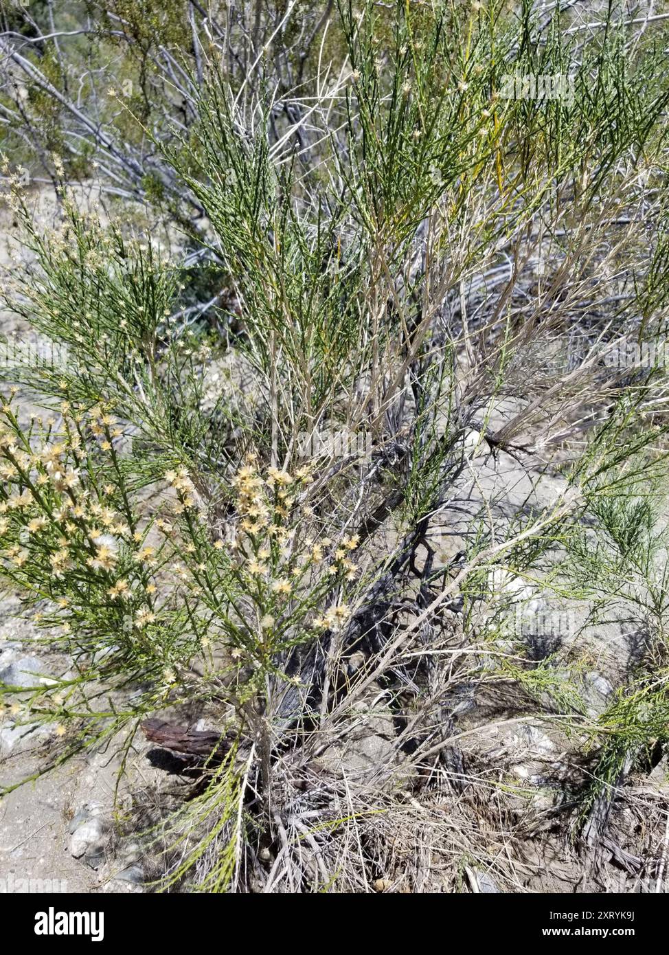 California Broomsage (Lepidospartum squamatum) Plantae Stock Photo - Alamy