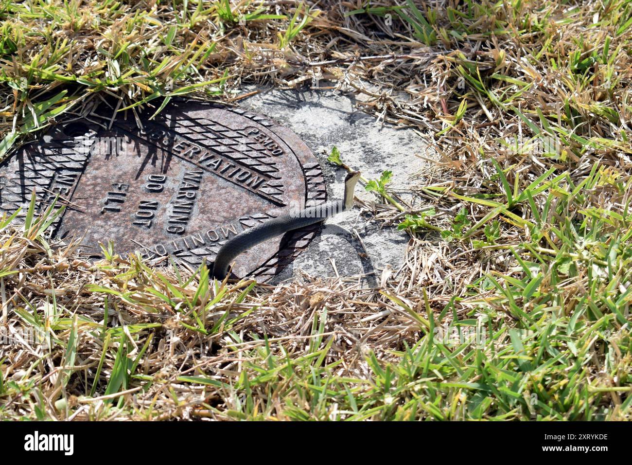 Everglades Racer (Coluber constrictor paludicola) Reptilia Stock Photo ...
