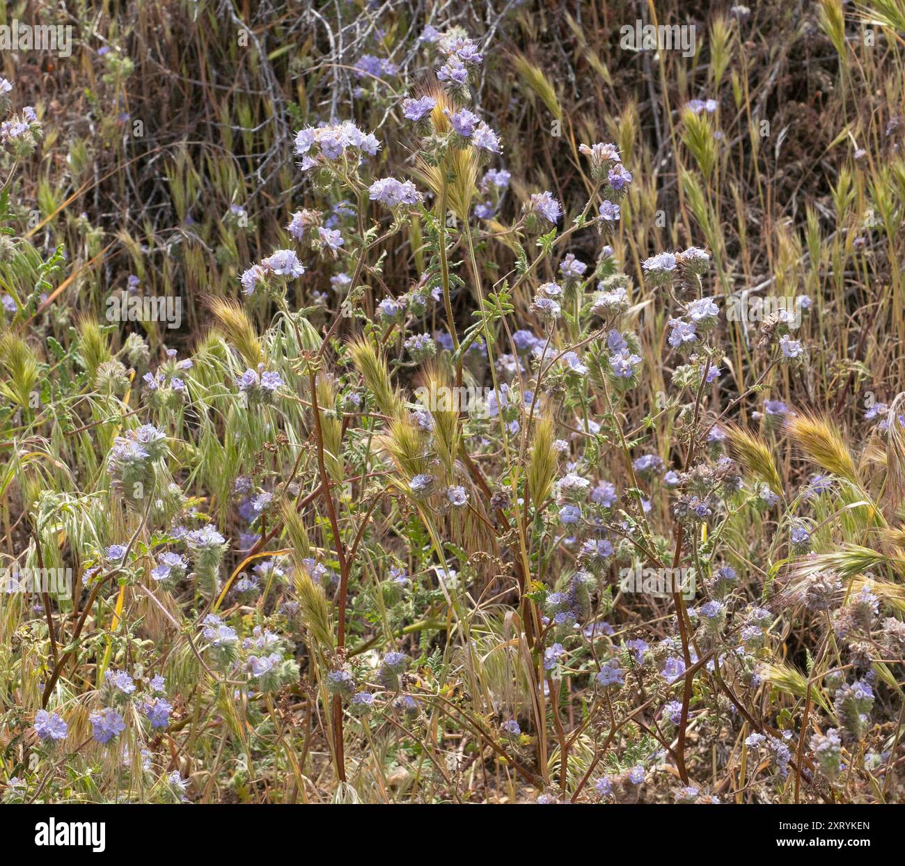 dicots (Magnoliopsida) Plantae Stock Photo - Alamy
