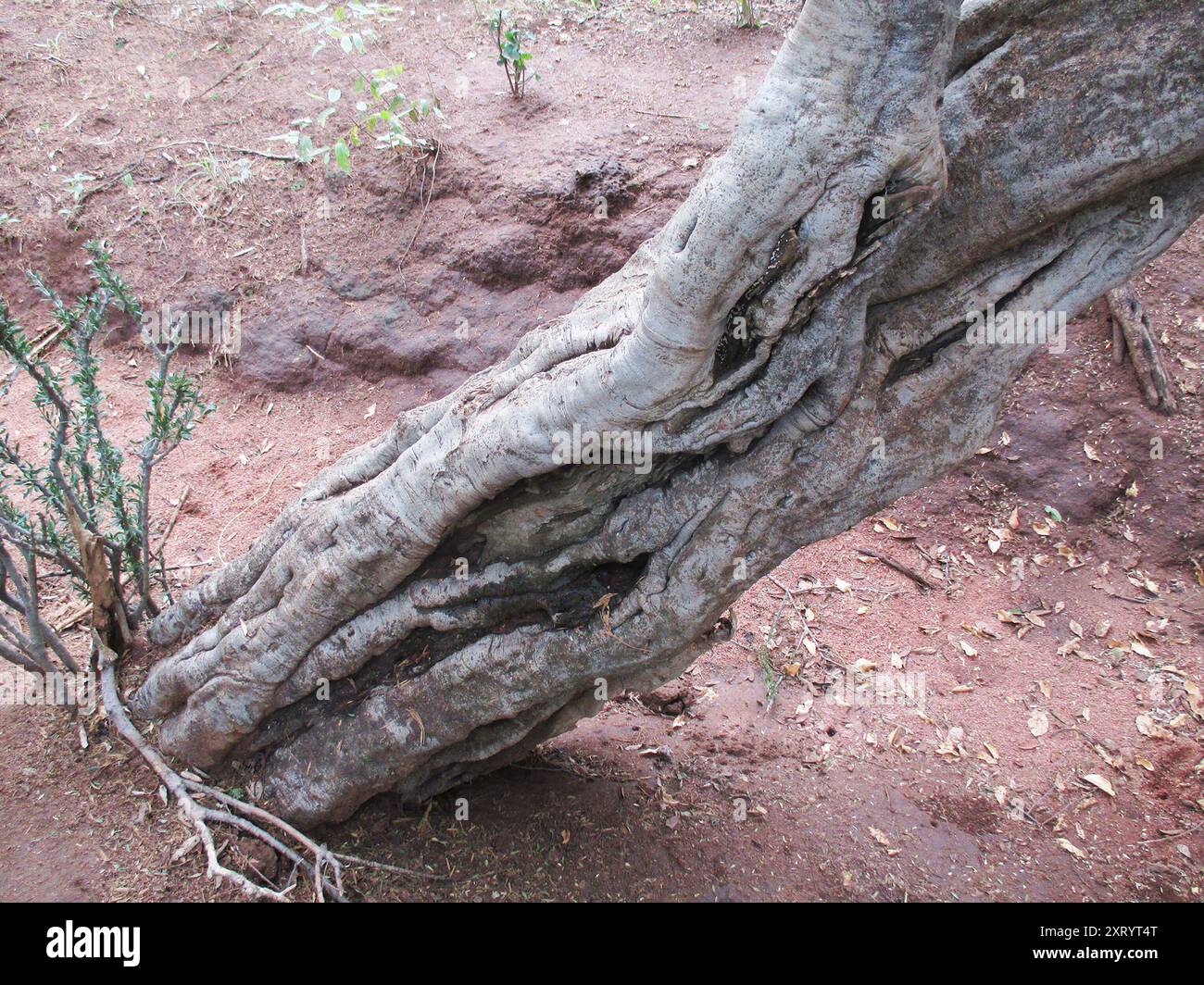 Stink Shepherdstree (Boscia foetida) Plantae Stock Photo - Alamy