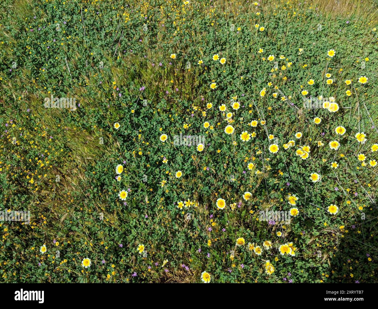 tidy tips (Layia platyglossa) Plantae Stock Photo - Alamy