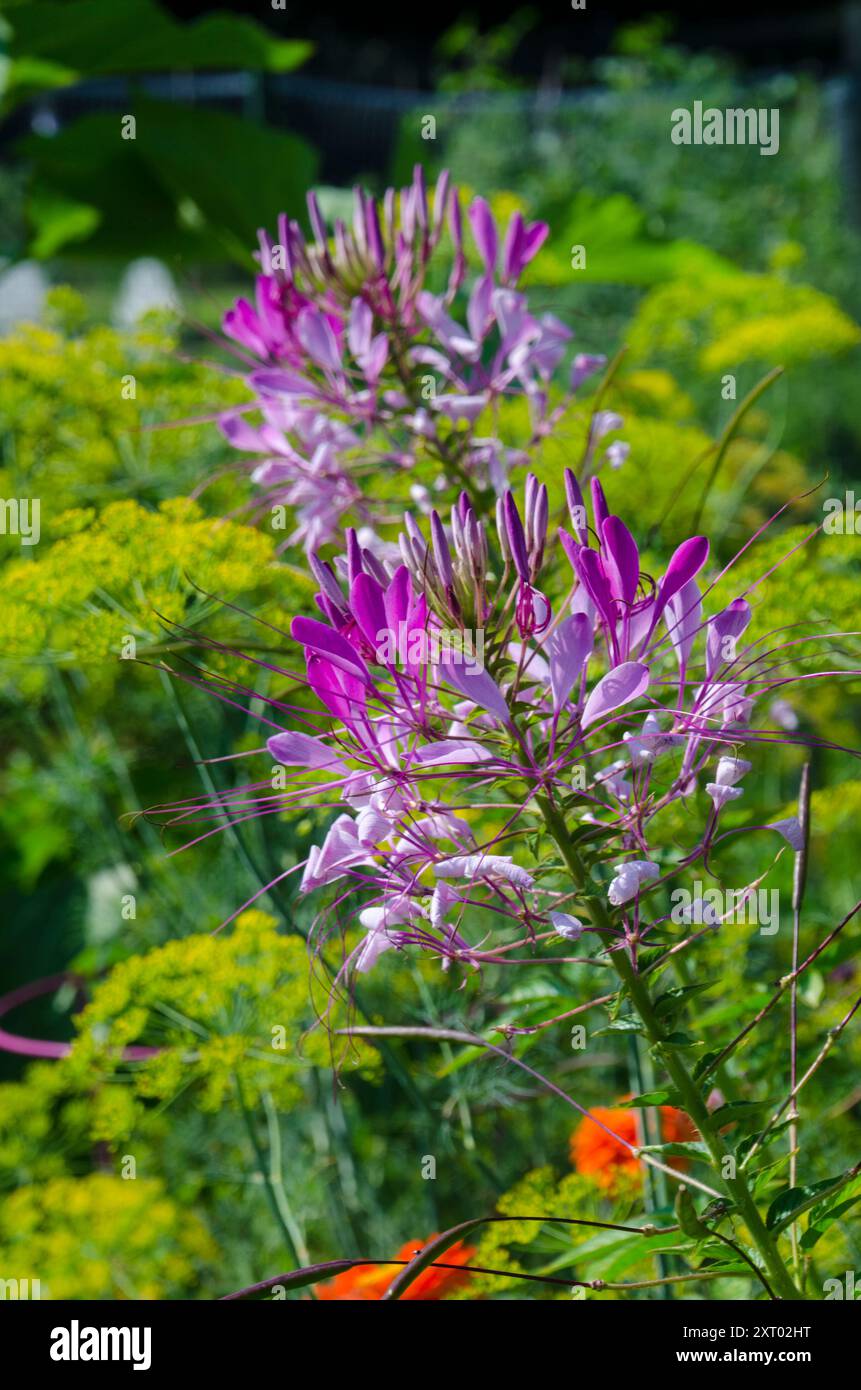 all green spider plant Buy Spider Plants Online - Chlorophytum comosum