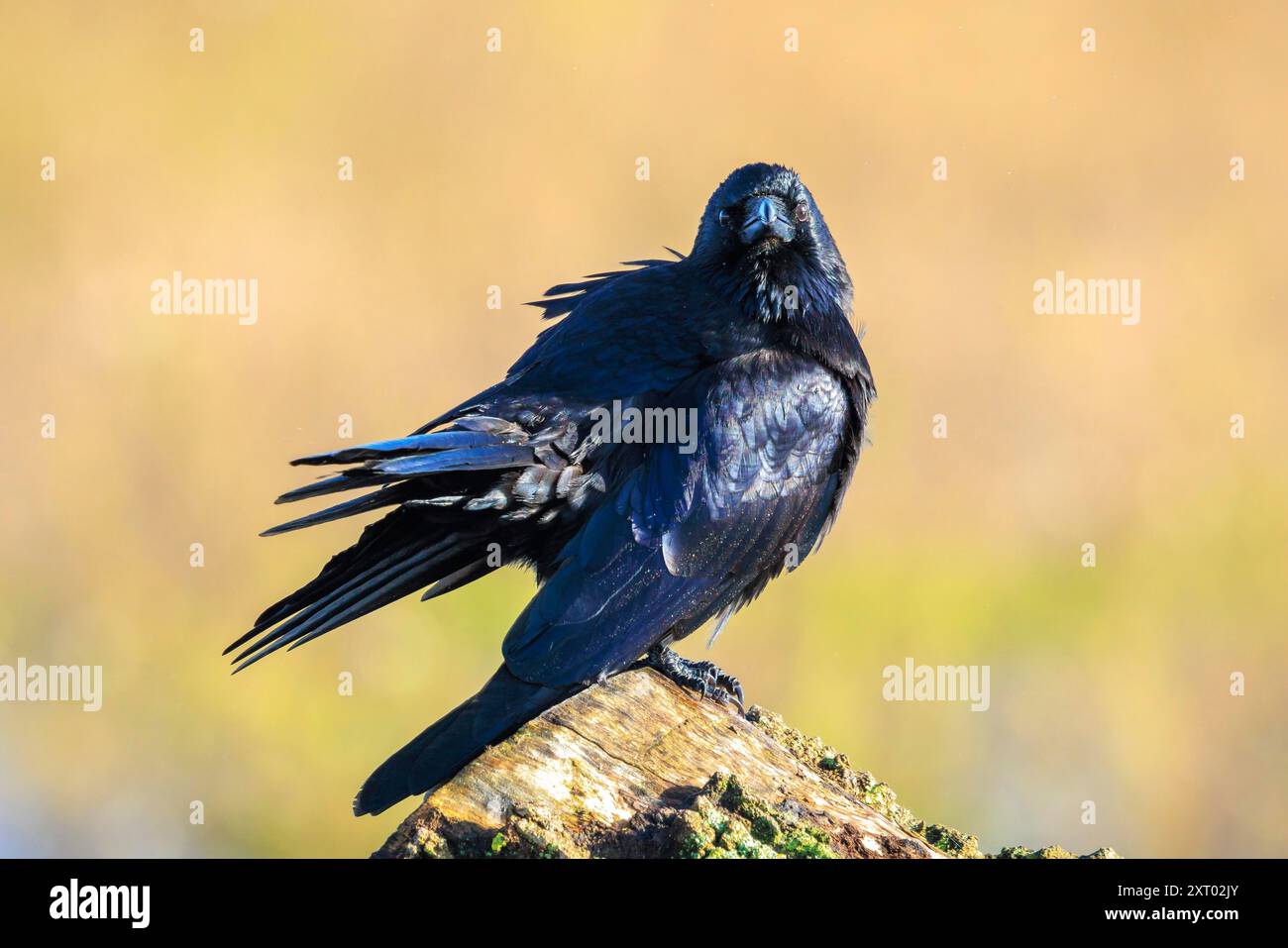 Closeup of a carrion crow Corvus corone black bird perched in sunlight Stock Photo
