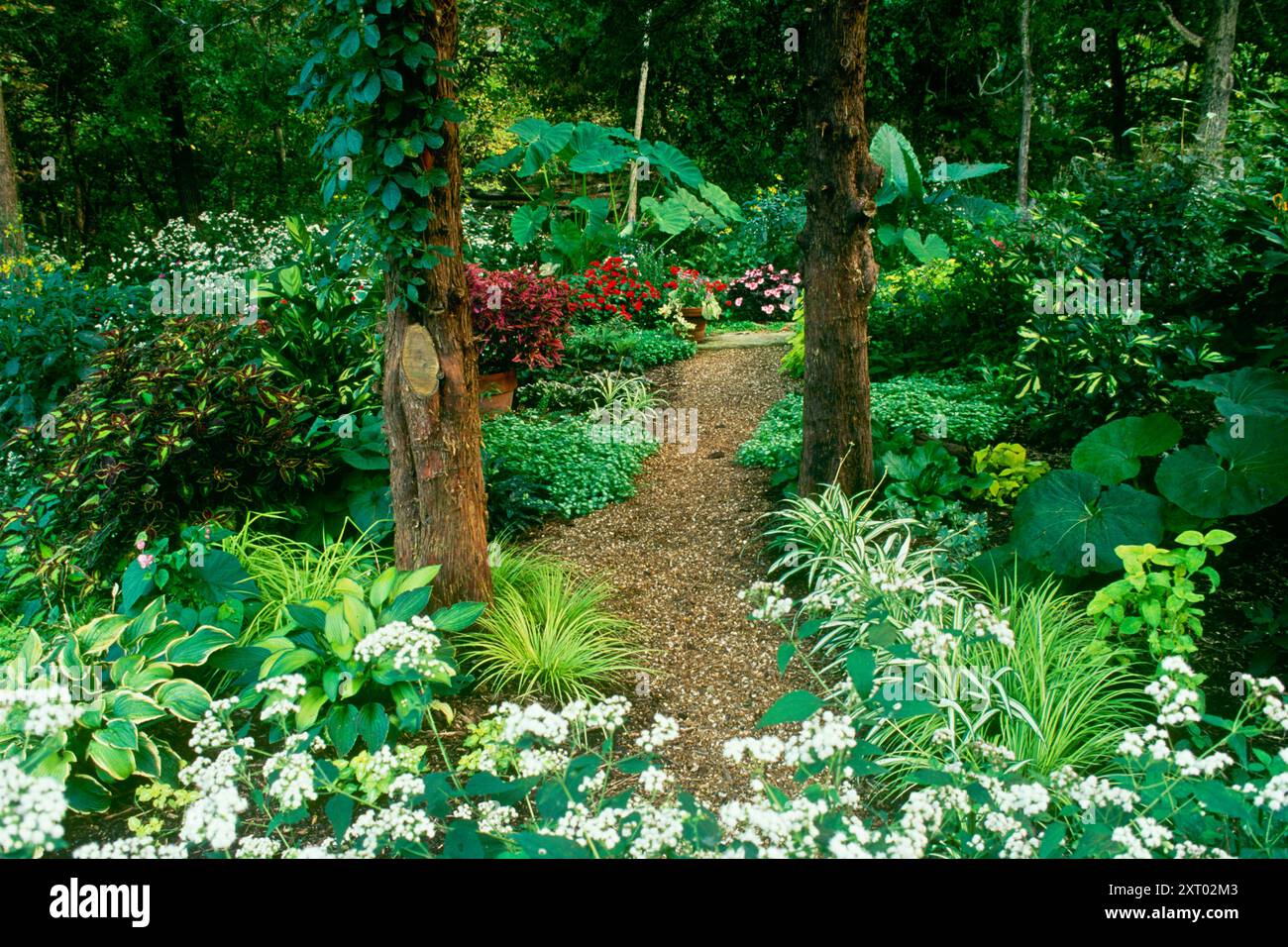 Beautifully framed view into a blooming private shade garden with mature plants and large trees, Missouri, USA Stock Photo