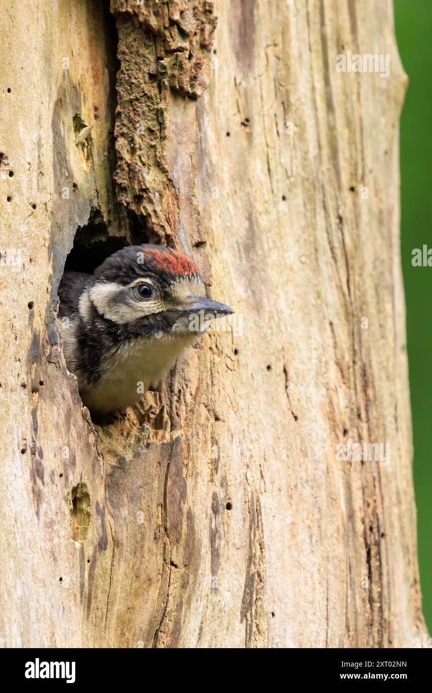 closeup-of-a-juvenile-great-spotted-woodpecker-bird-dendrocopos-major