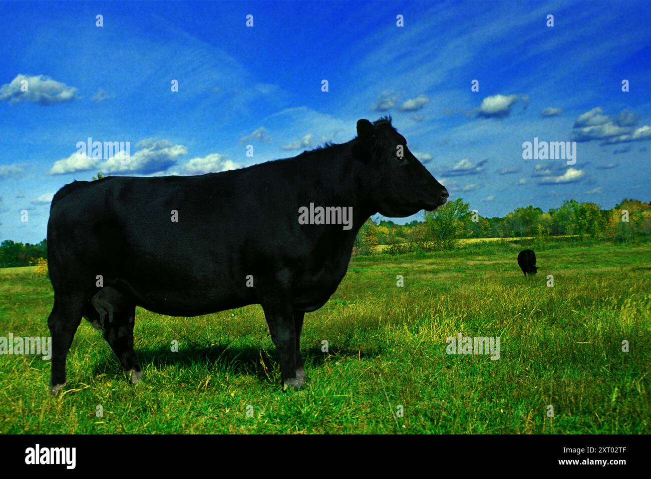 Domestic cow side view hi-res stock photography and images - Alamy