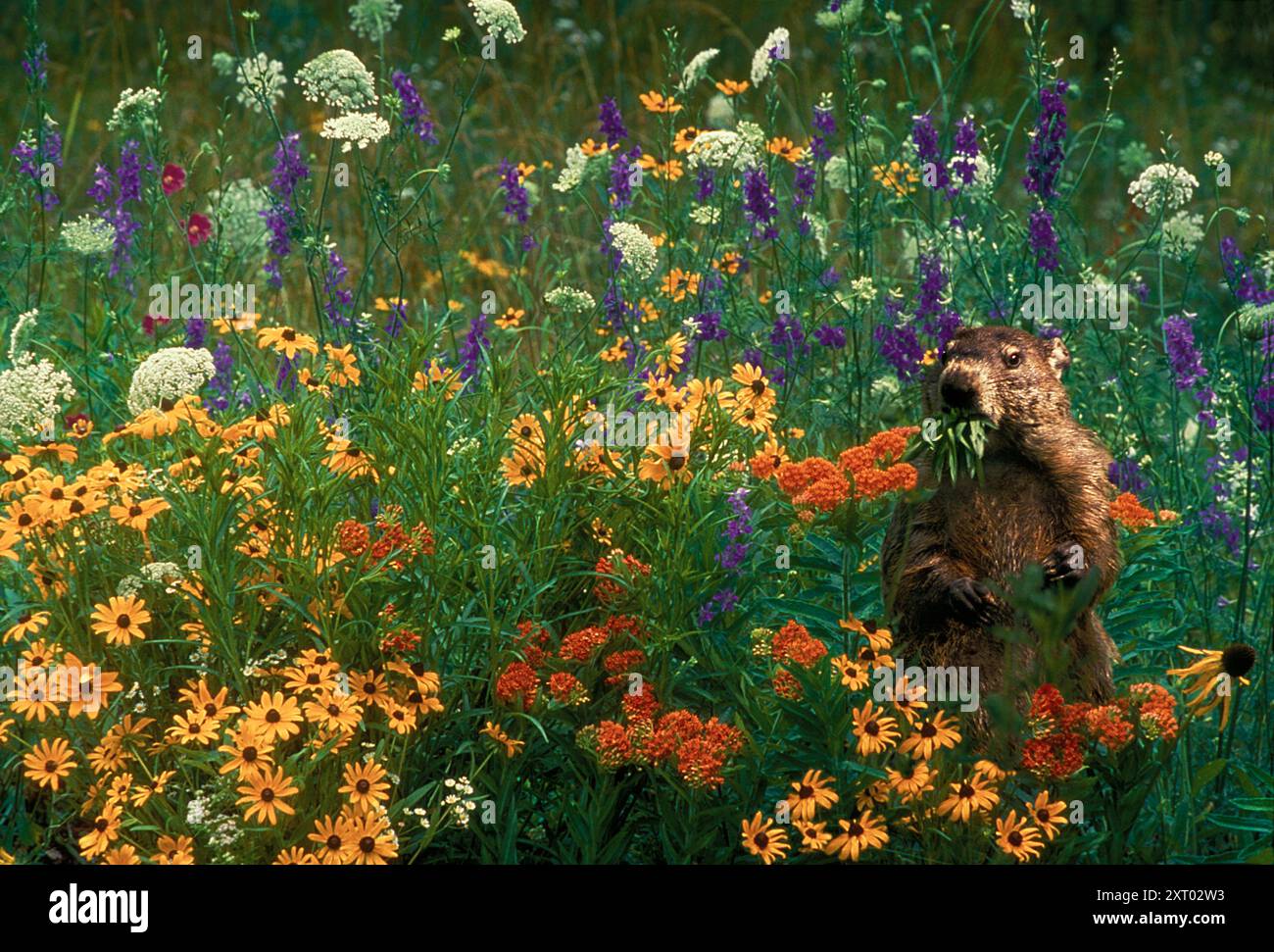 A Groundhog, Woodchuck or Marmota monax, standing in blooming field, facing the camera, while eating wildflowers, USA Stock Photo