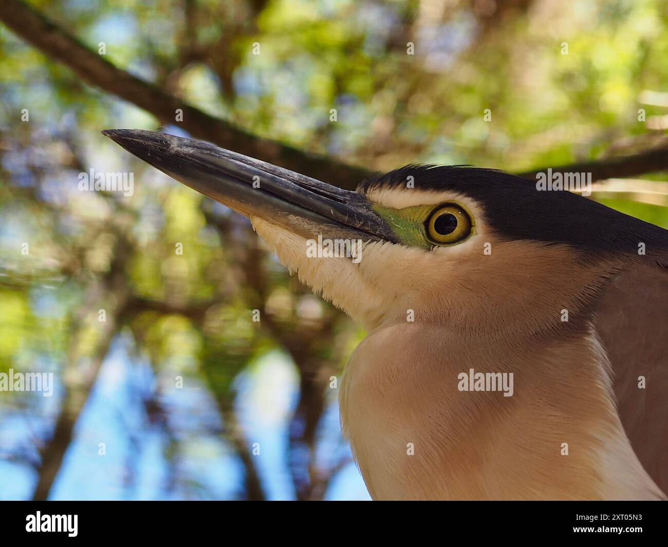 White face with a cinnamon tint hi-res stock photography and images - Alamy