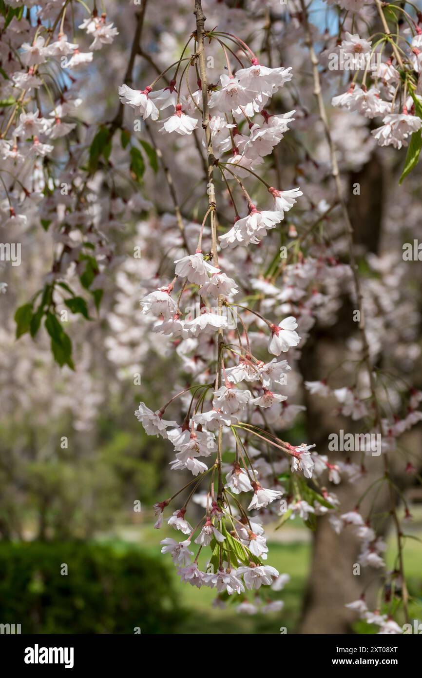 Hirosaki Castle and gardens during the 2024 Cherry Blossom Festival