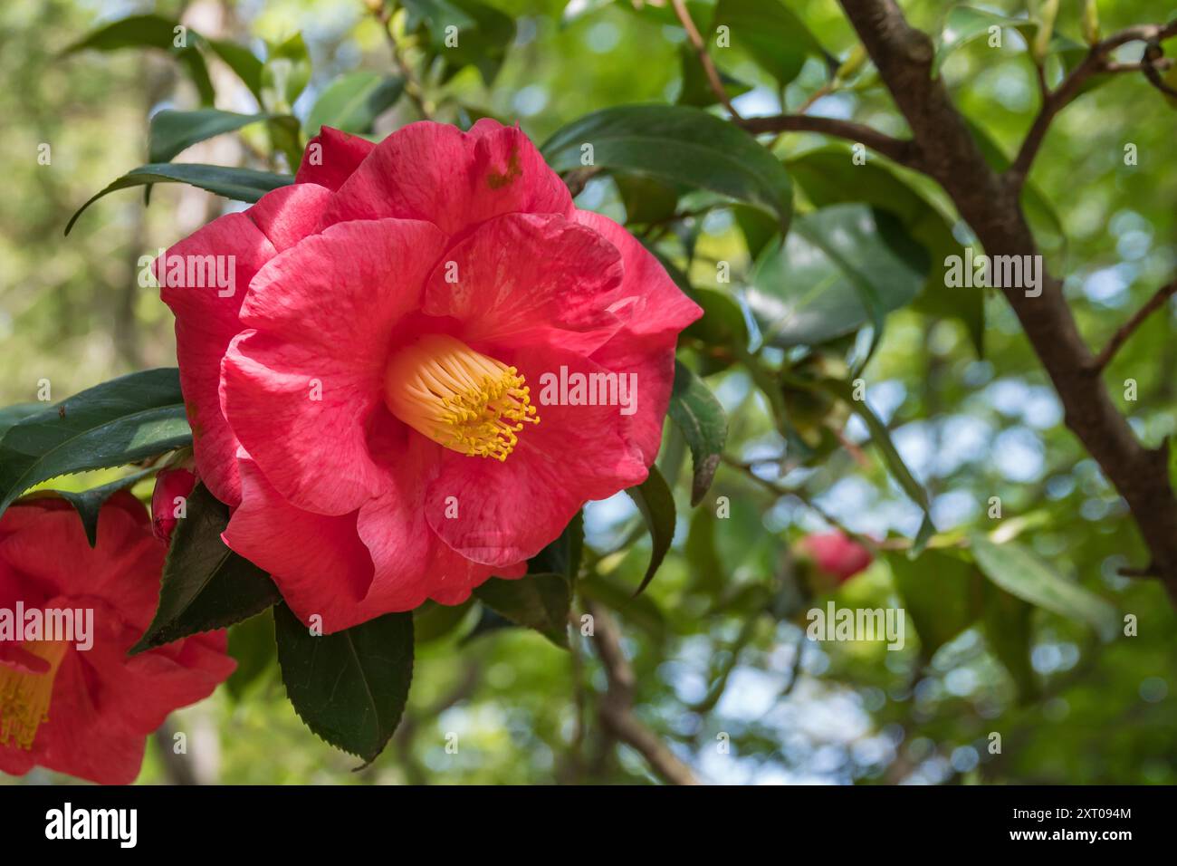 Camellia japonica spring festival hi-res stock photography and images -  Alamy