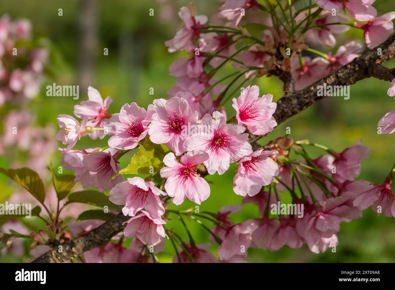 Hirosaki Castle and gardens during the 2024 Cherry Blossom Festival