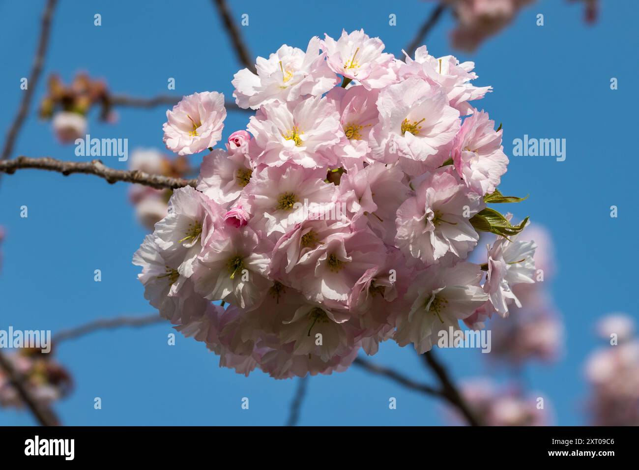 Hirosaki Castle and gardens during the 2024 Cherry Blossom Festival