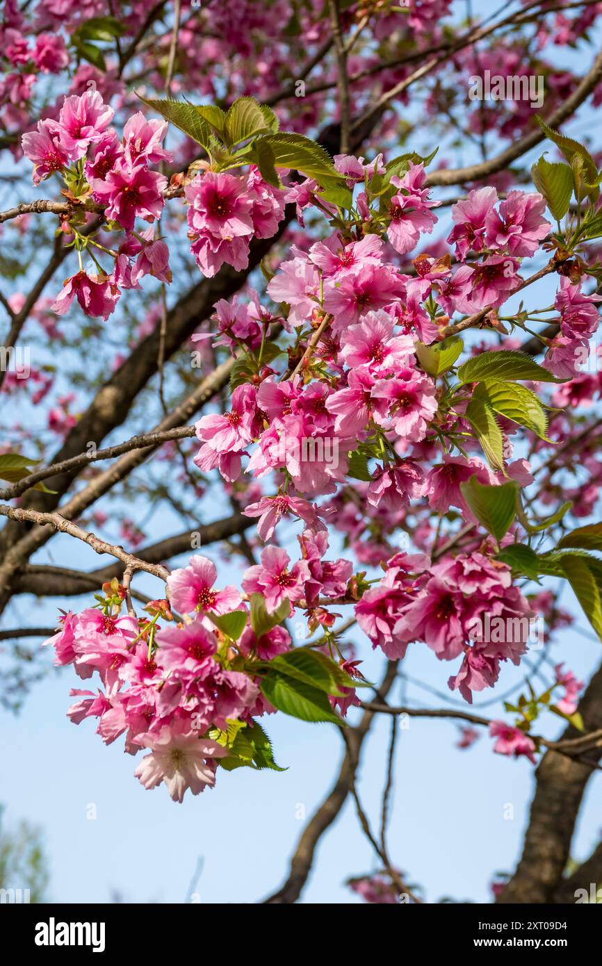 Hirosaki Castle and gardens during the 2024 Cherry Blossom Festival