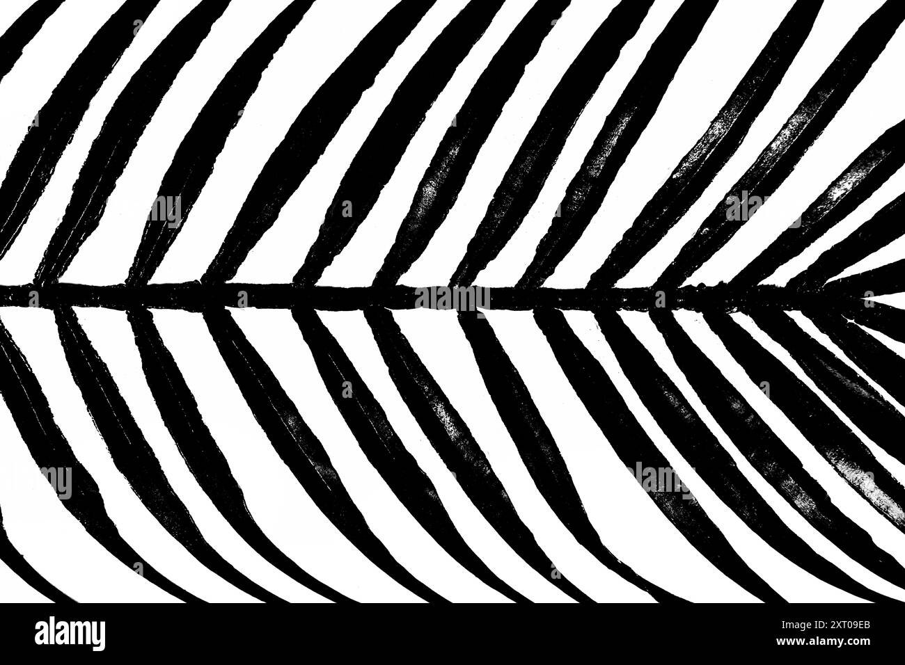 close up of the black palm branch leaf texture backround Stock Photo ...