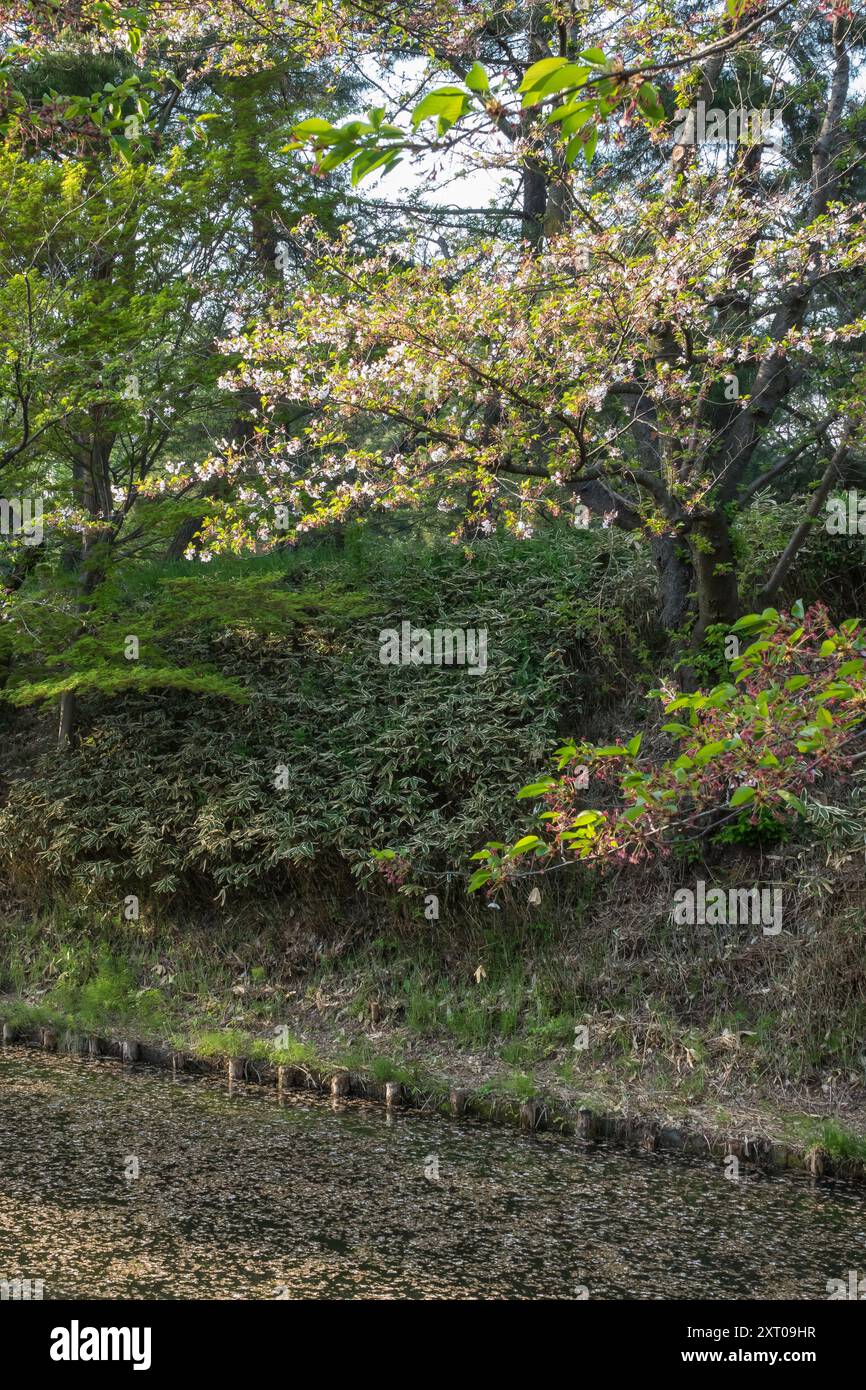 The moat at Hirosaki Castle and gardens during the 2024 Cherry Blossom