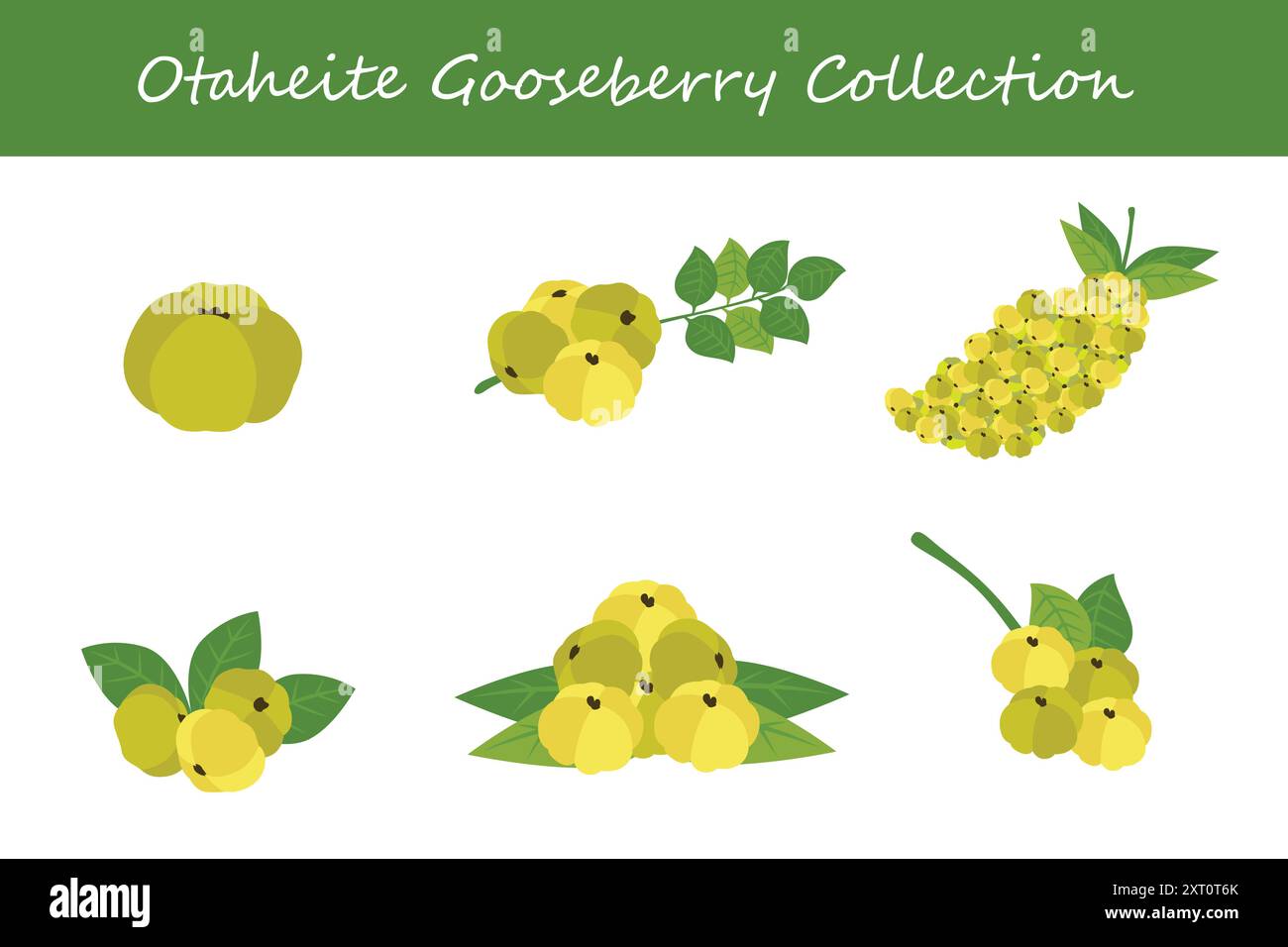 otaheite gooseberry collection. otaheite gooseberry in different poses. Vector illustration. Stock Vector