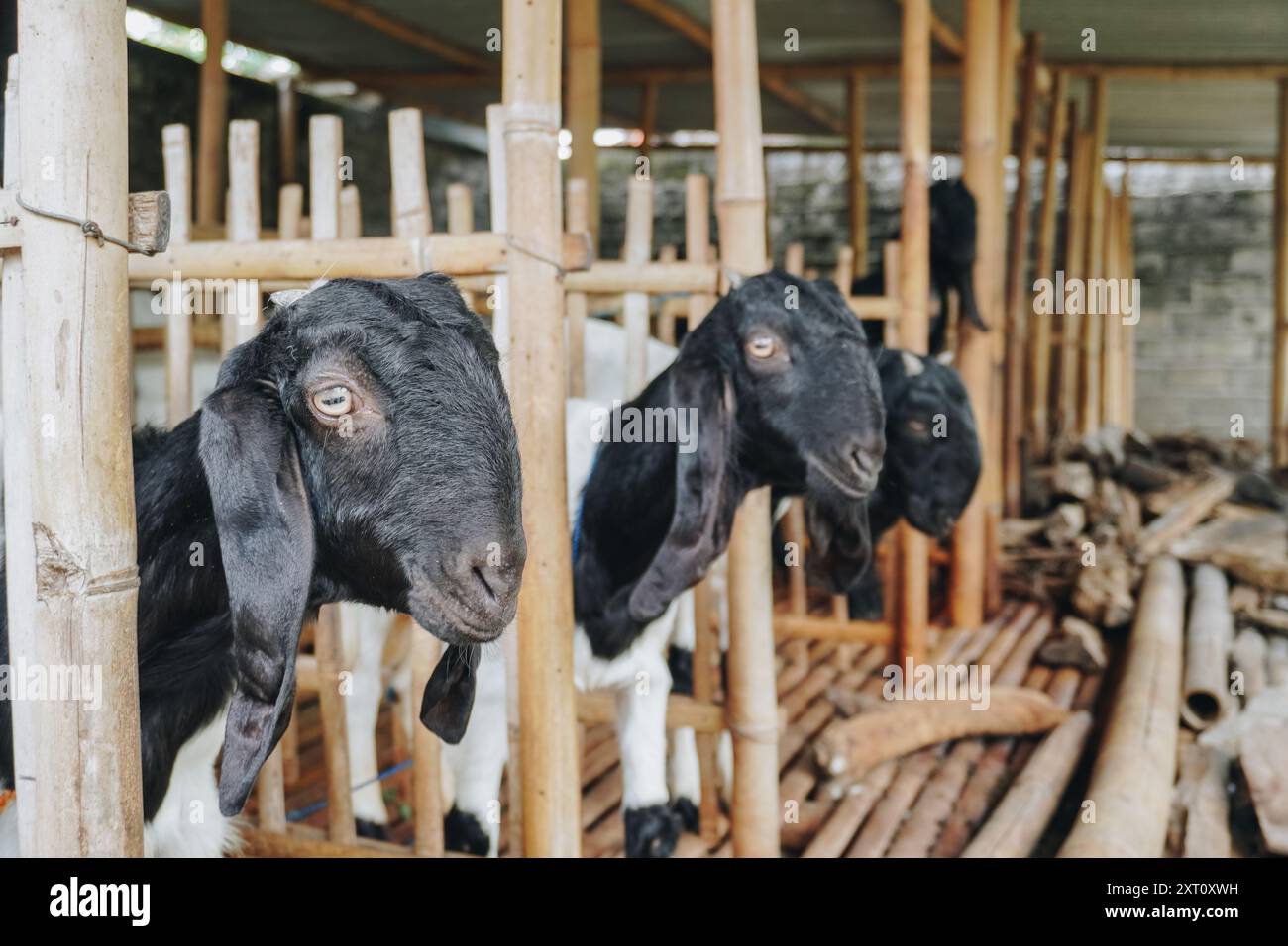 Portrait of traditional cage made from wood and bamboo in Indonesia rural area with goat or lamb inside. Stock Photo