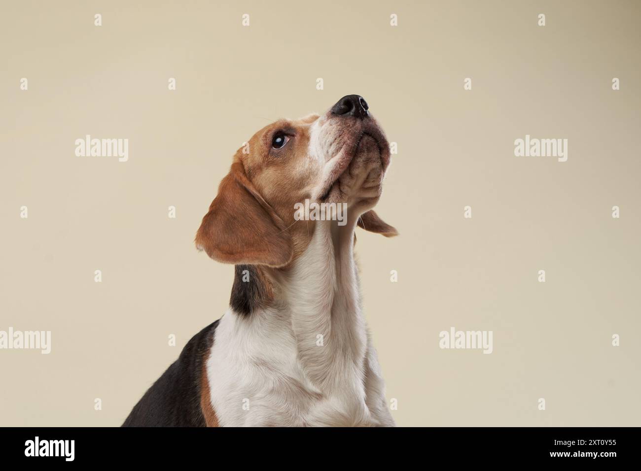 A beagle looks up with focused attention against a soft beige background. Its large ears and expressive eyes give it a look of curiosity and Stock Photo