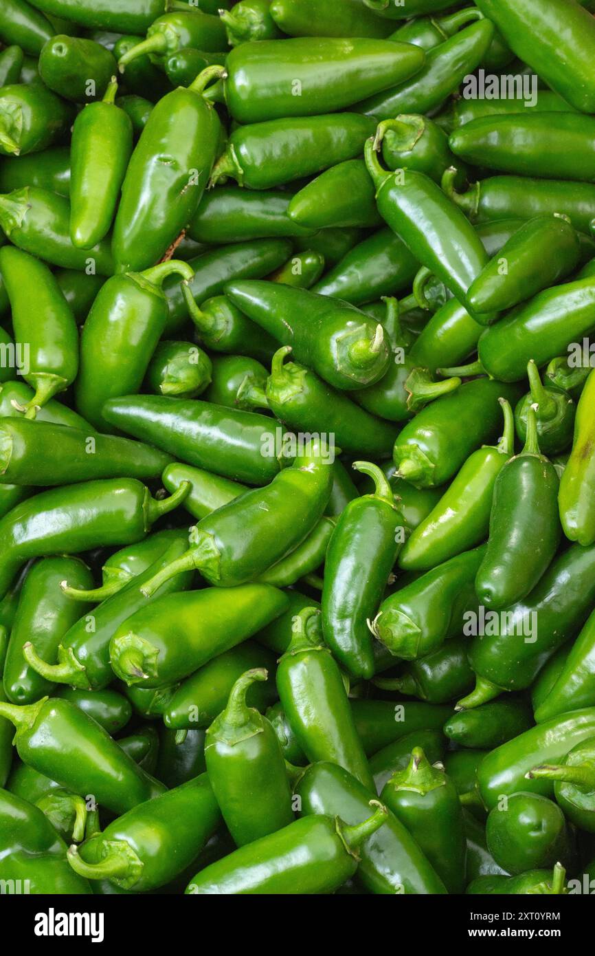 Close up of Freshly harvested organic Jalapeno peppers at Trout Lake Farmer's Market in British Columbia Stock Photo