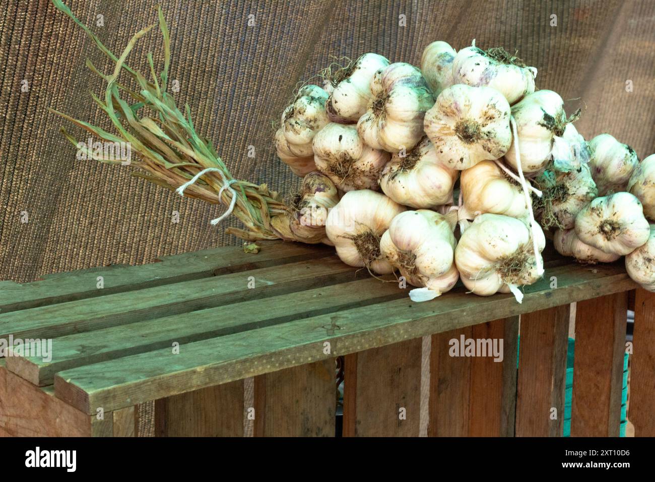 Organic Garlic braids at Trout Lake Farmer's Market in British Columbia Stock Photo