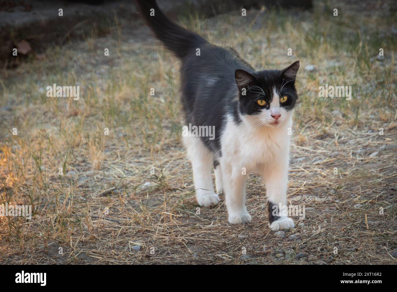 black and white cat walking in a park Stock Photo - Alamy