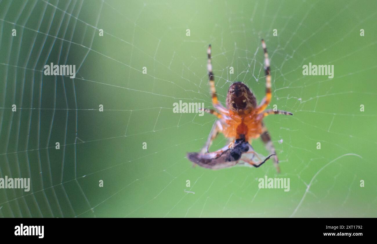 Hanover, Germany. 13th Aug, 2024. A cross spider (Araneus) sits with a ...