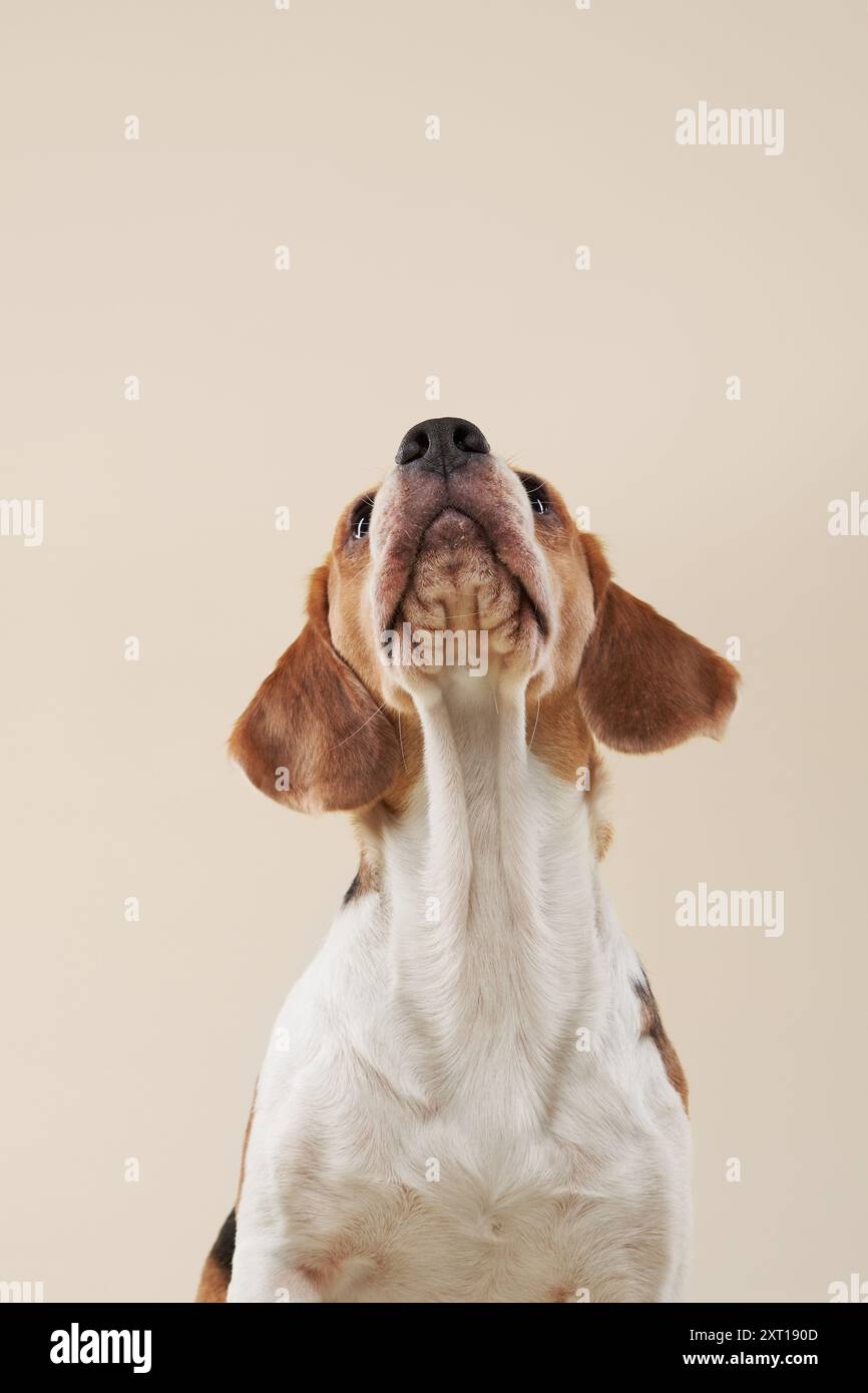 A Beagle dog looks straight up with a curious and attentive expression, its ears perfectly capturing its alert and inquisitive nature against a plain Stock Photo