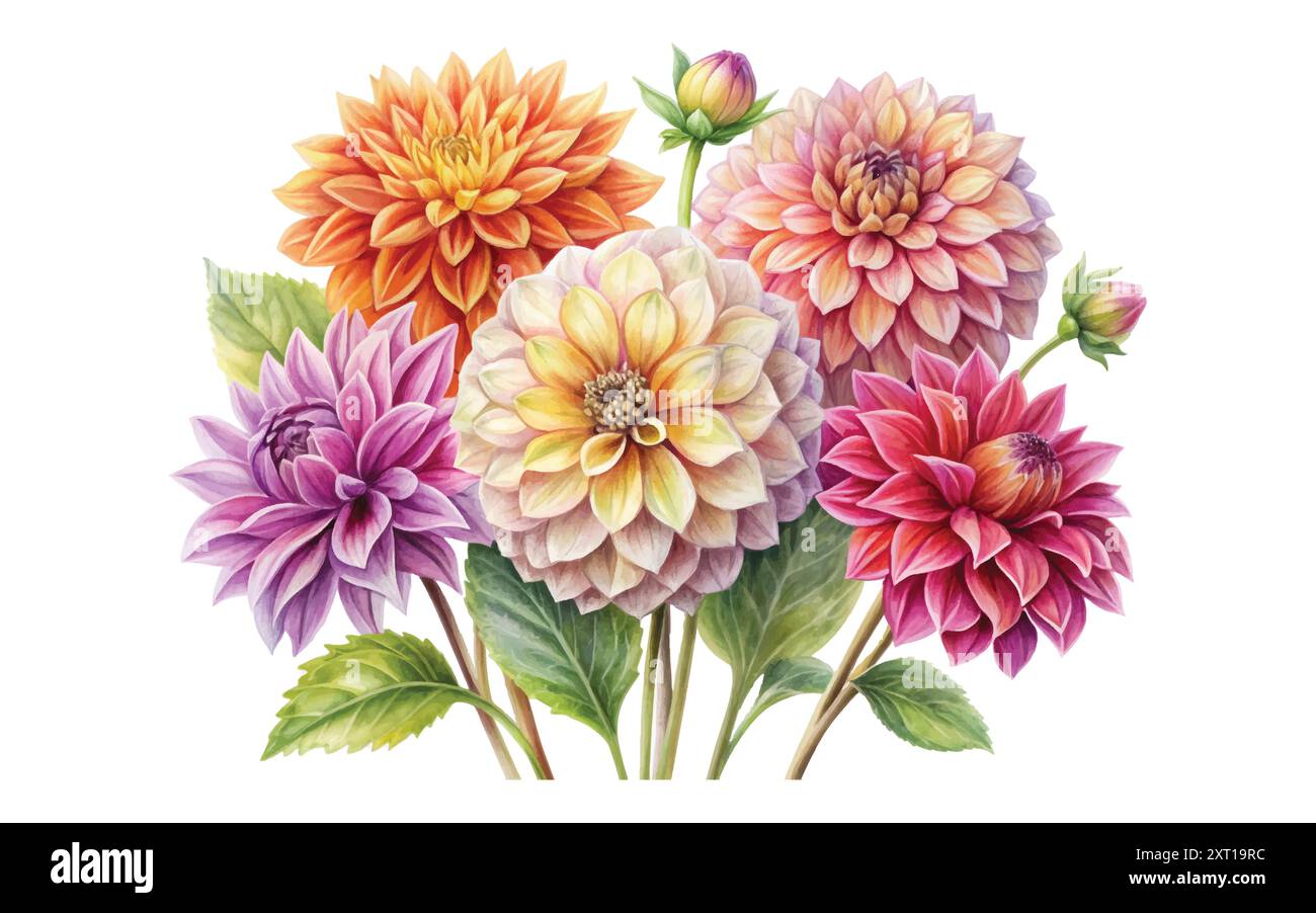 Dahlia botanical drawing hi-res stock photography and images Dahlia botanical drawing hi-res stock photography and images