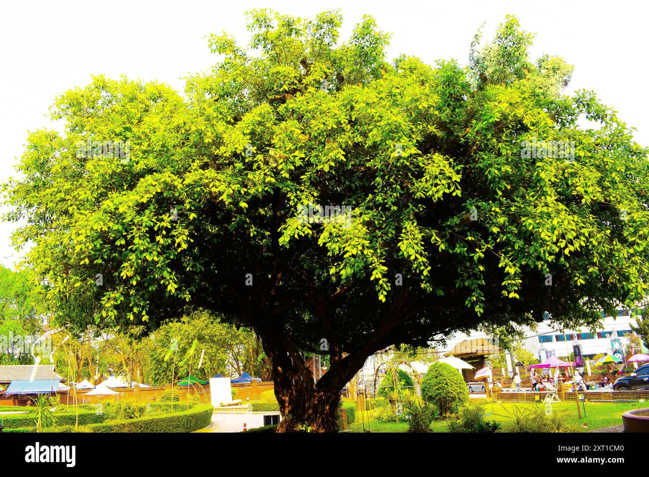 Tamarind tree bark hi-res stock photography and images - Alamy