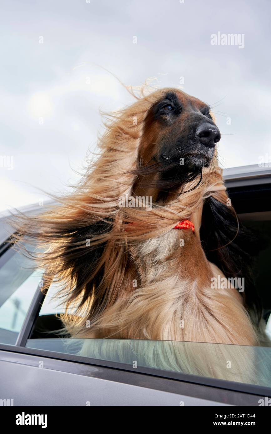 A majestic long haired dog sticks its head out of a car window enjoying the breeze as its fur blows dramatically in the wind. bola02324 Copyright xC Stock Photo Alamy