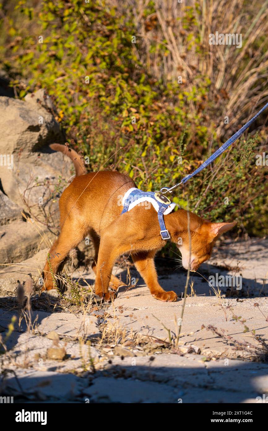 Abyssinian cat outdoors in garden hi-res stock photography and images ...