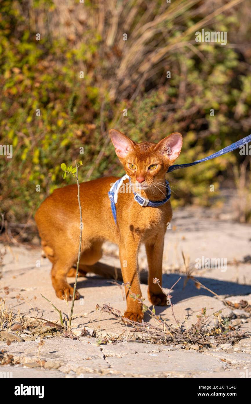 Abyssinian cat outdoors in garden hi-res stock photography and images ...