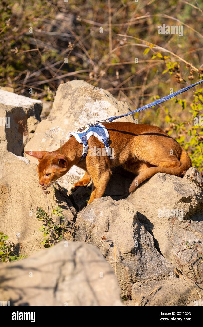 Abyssinian cat outdoors in garden hi-res stock photography and images ...