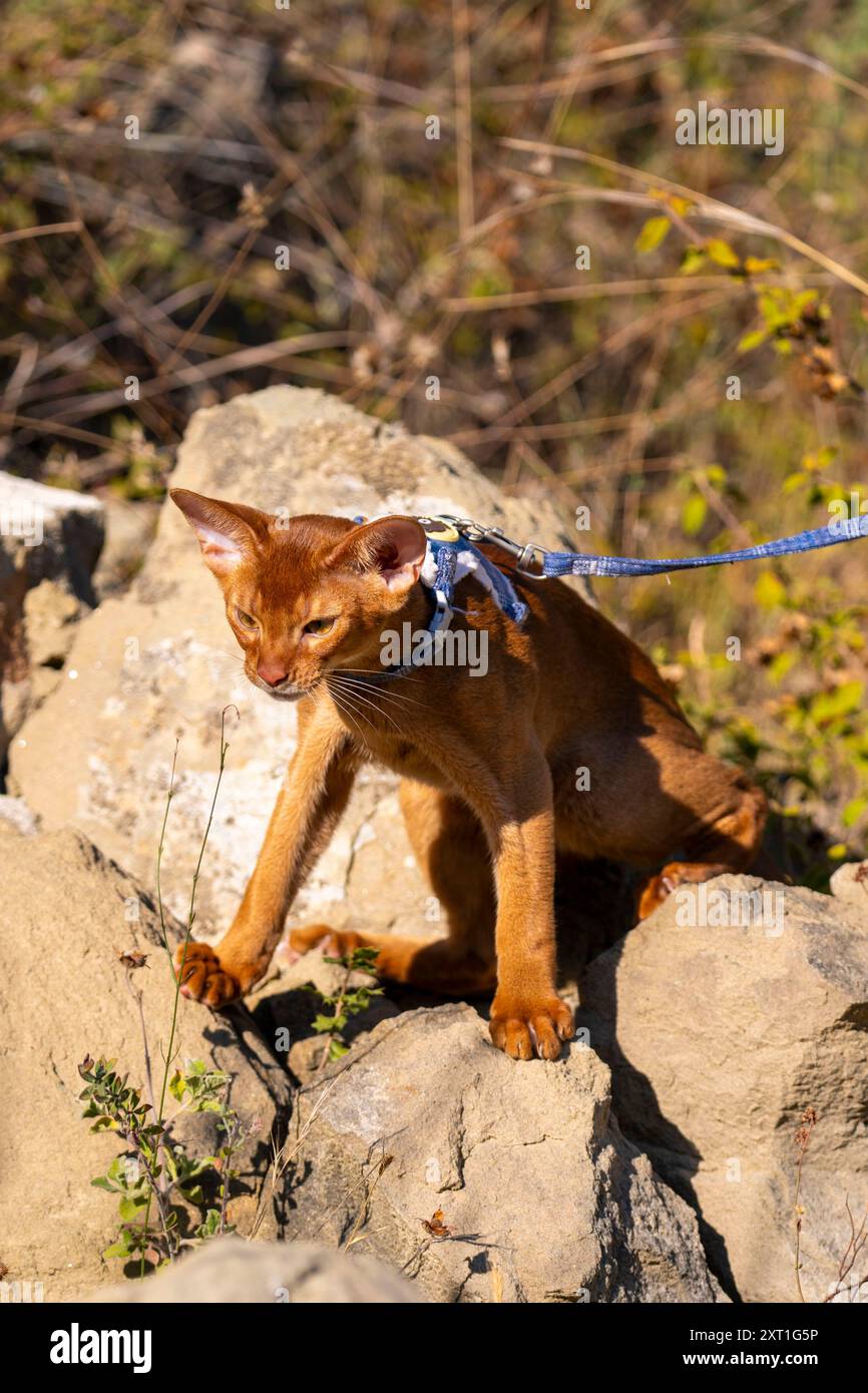 Abyssinian cat outdoors in garden hi-res stock photography and images ...