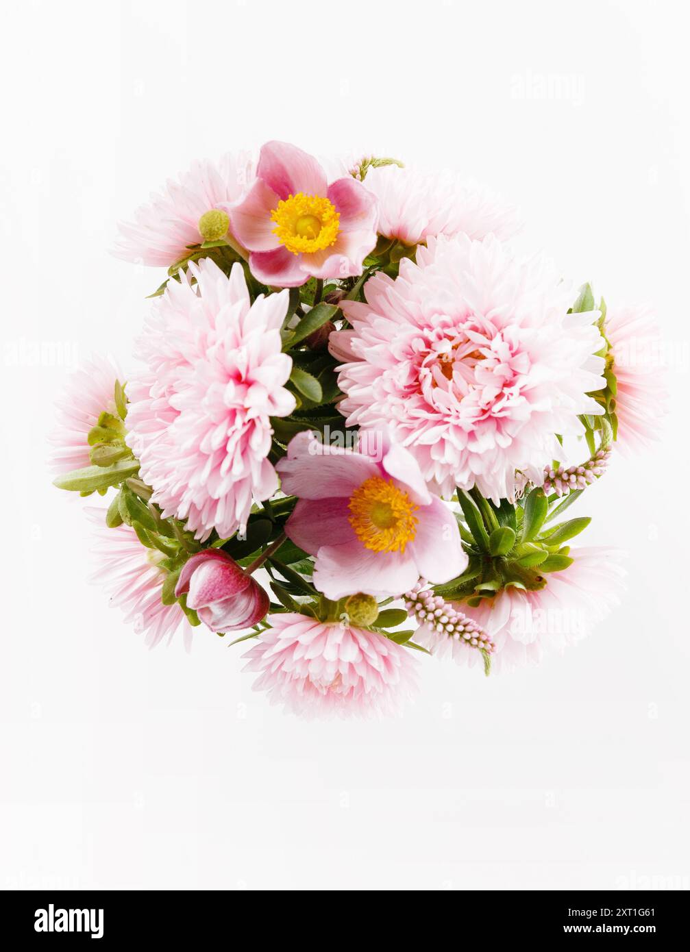 Blooming beautiful pink flower isolated on white background Stock Photo ...