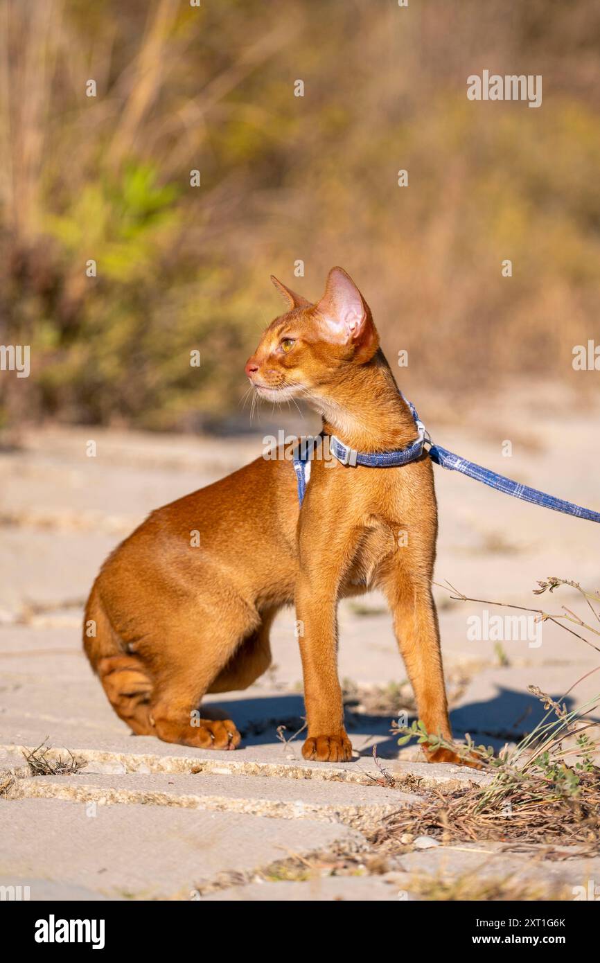 Abyssinian cat outdoors in garden hi-res stock photography and images ...
