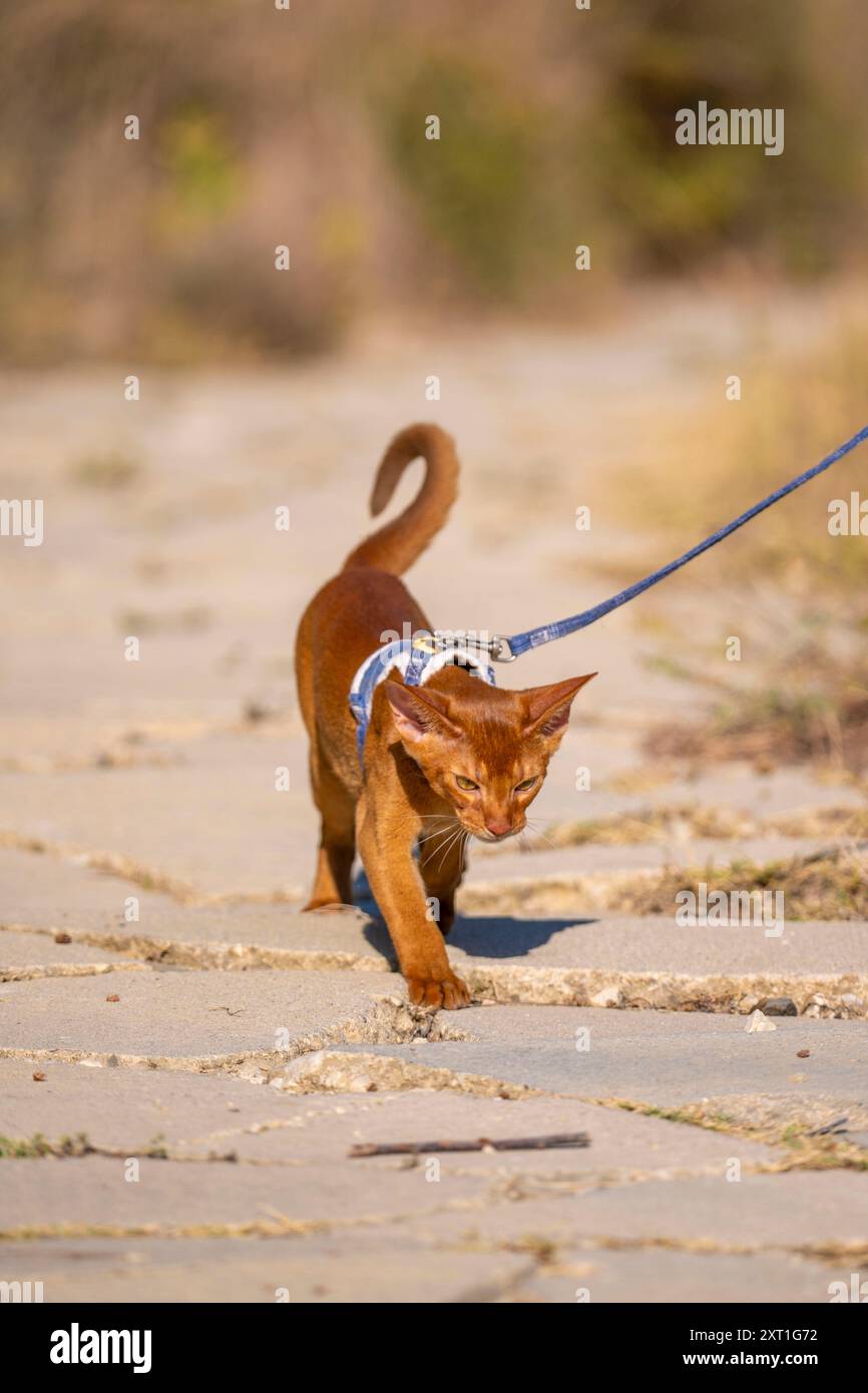 Abyssinian cat outdoors in garden hi-res stock photography and images ...