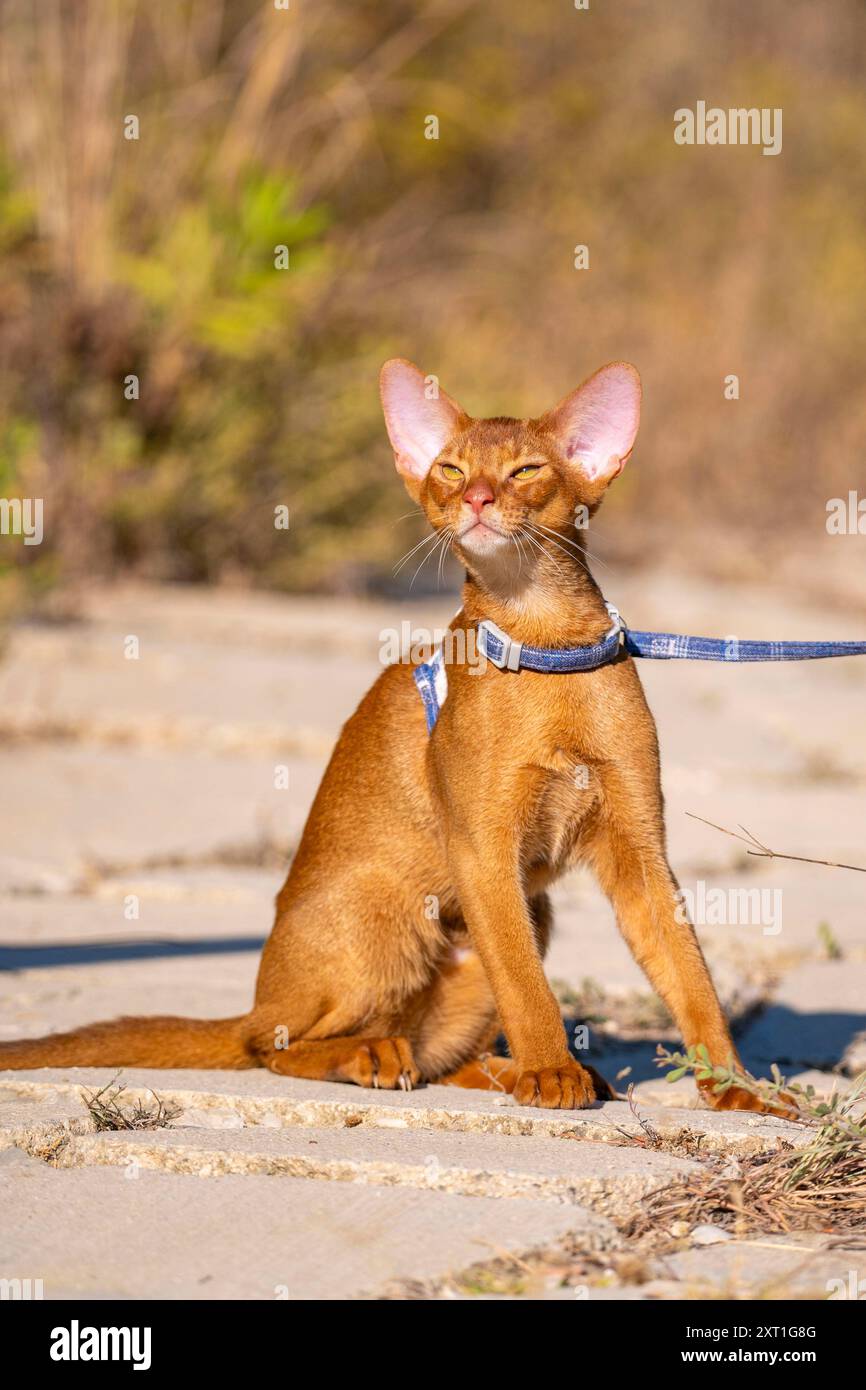 Abyssinian cat outdoors in garden hi-res stock photography and images ...
