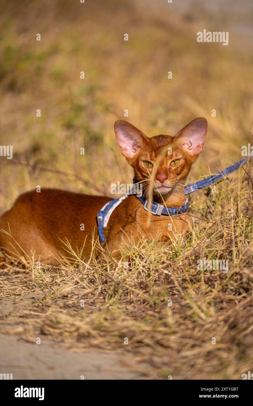 Abyssinian cat outdoors in garden hi-res stock photography and images ...