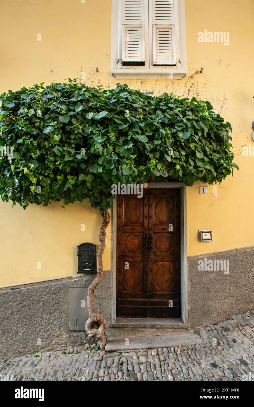 House facade in Canelli, Piedmont Italy with manicured tree over doorway Stock Photo